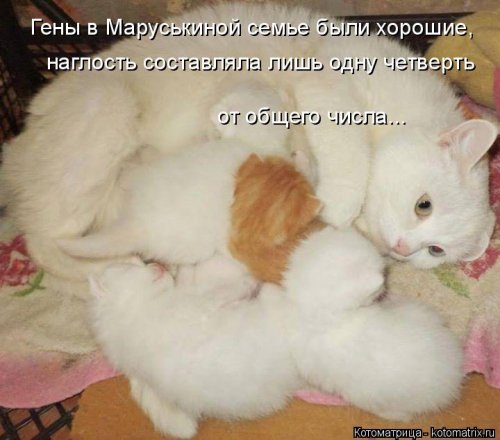 Коты и Кошки. Котята крошки.(3 часть)