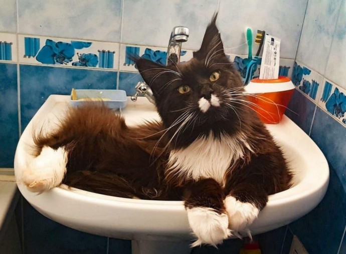 Наши КОТИКИ...