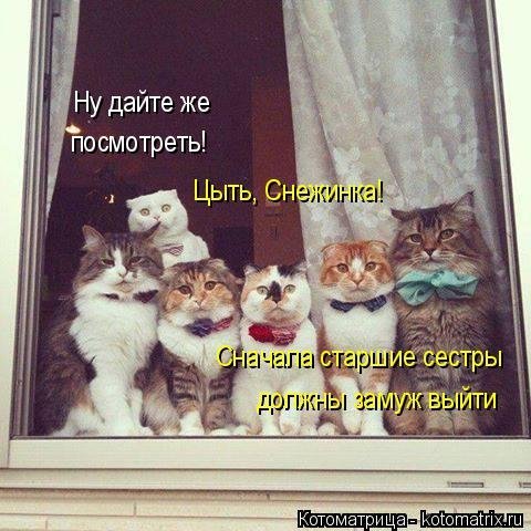 Коты и Кошки. Котята крошки.(3 часть)