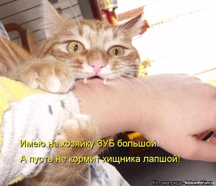 И снова о Котах, и о ХОЗЯЙКАХ....