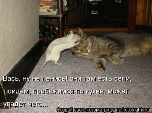 Коты и Кошки. Котята крошки.(3 часть)