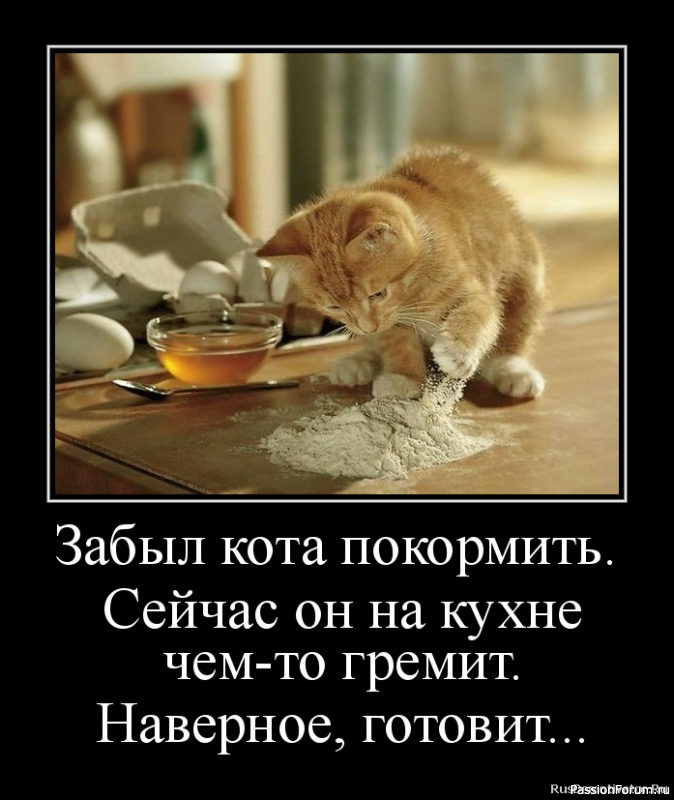И снова о Котах, и о ХОЗЯЙКАХ....