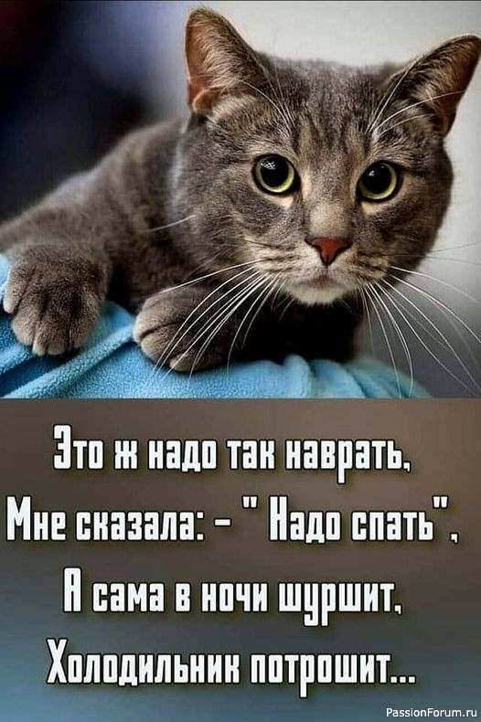 Коты и Кошки. Котята крошки. (часть 2)