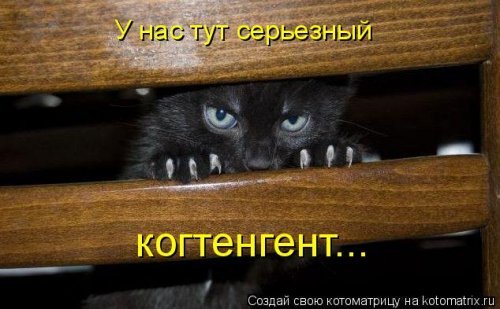 Коты и Кошки. Котята крошки.(3 часть)