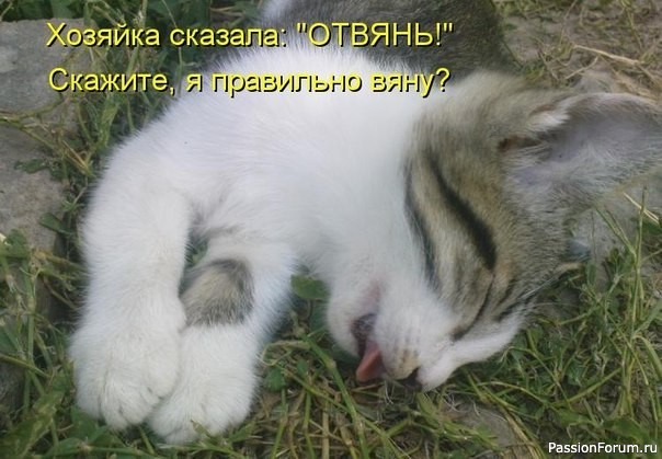 И снова о Котах, и о ХОЗЯЙКАХ....