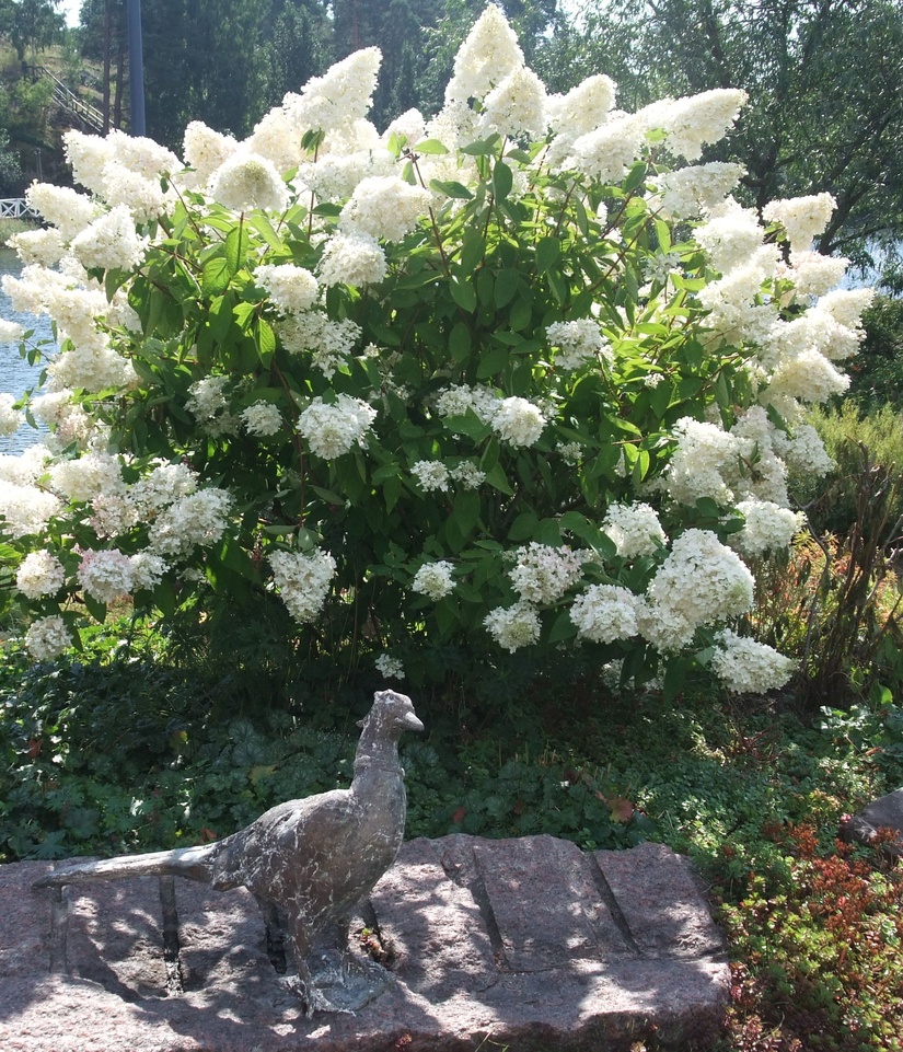 Цветущие кустарники
