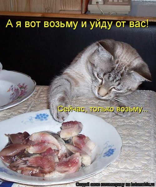 Коты и Кошки. Котята крошки.(3 часть)