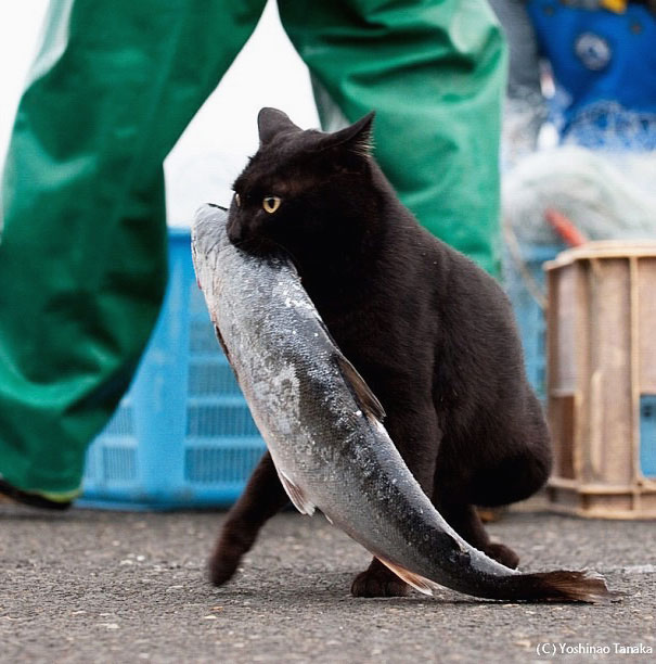 15 котов-воришек, попавшихся с поличным.... Позитив.