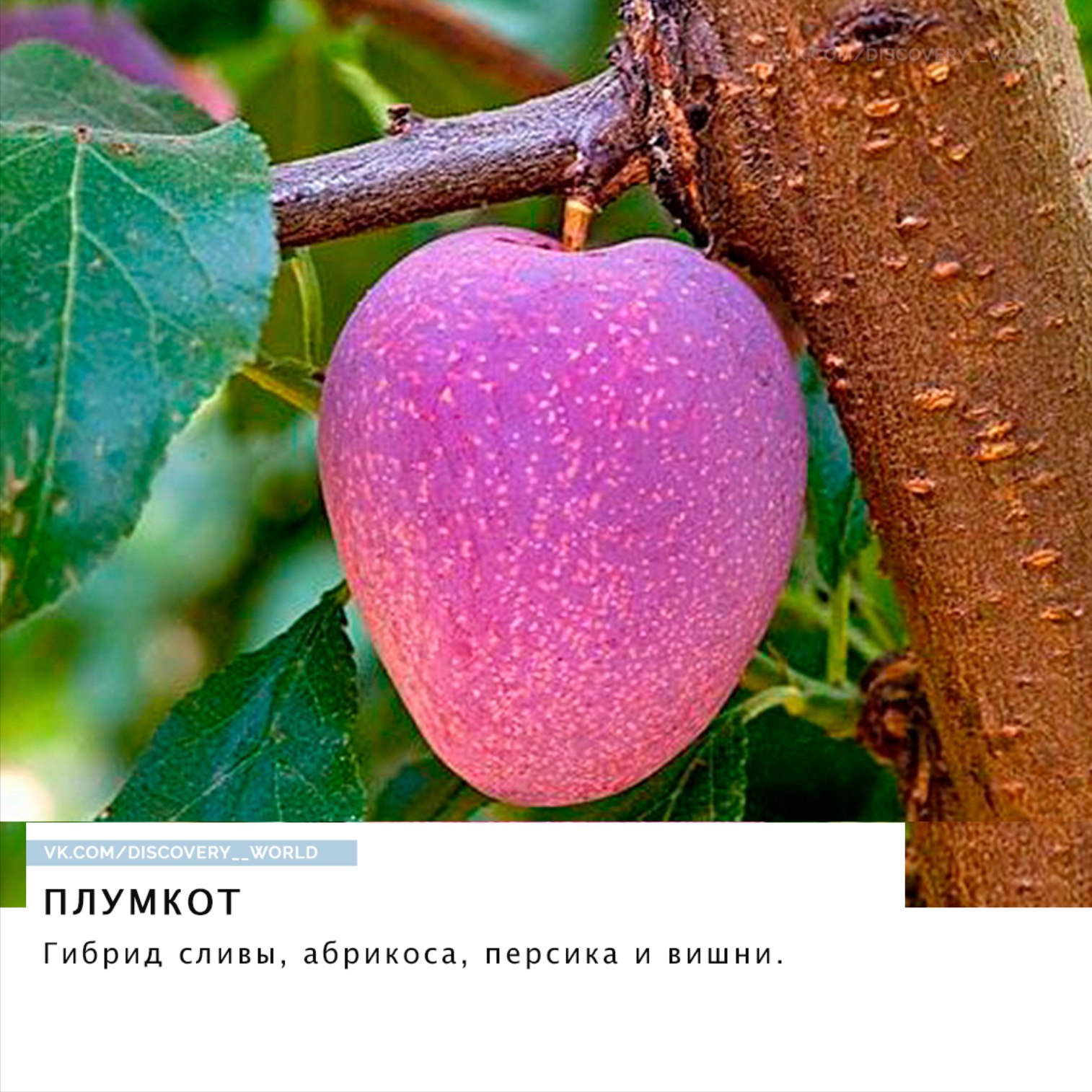 Малоизвестные гибриды фруктов, ягод и овощей