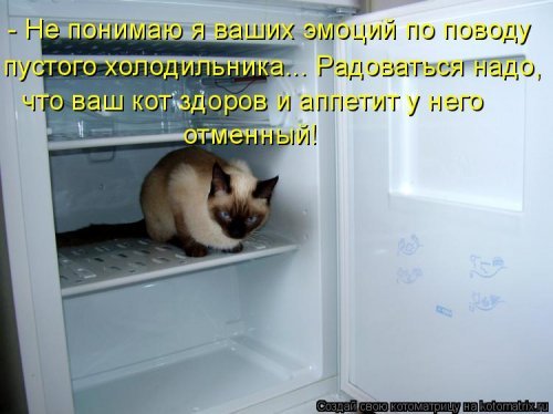 Коты и Кошки. Котята крошки.(3 часть)