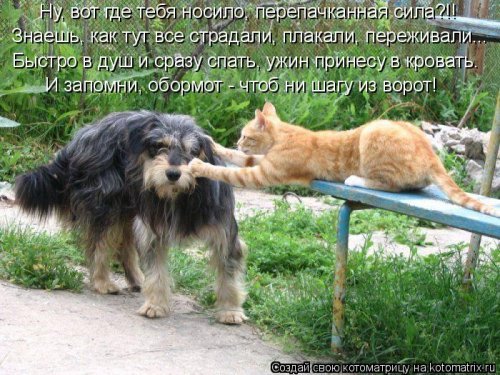 Коты и Кошки. Котята крошки.(3 часть)