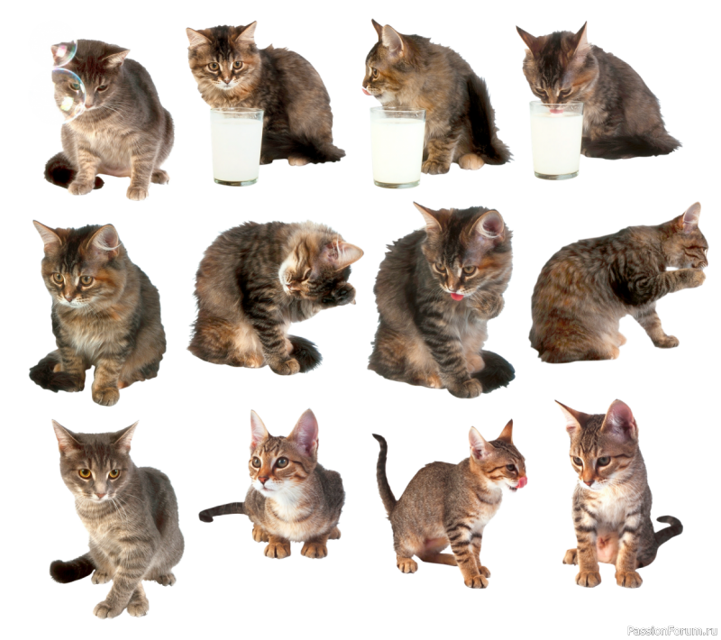 Чему можно поучиться у кошек.( с точки зрения кошки.)