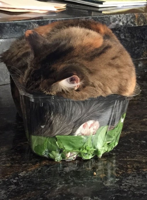 Наши КОТИКИ...