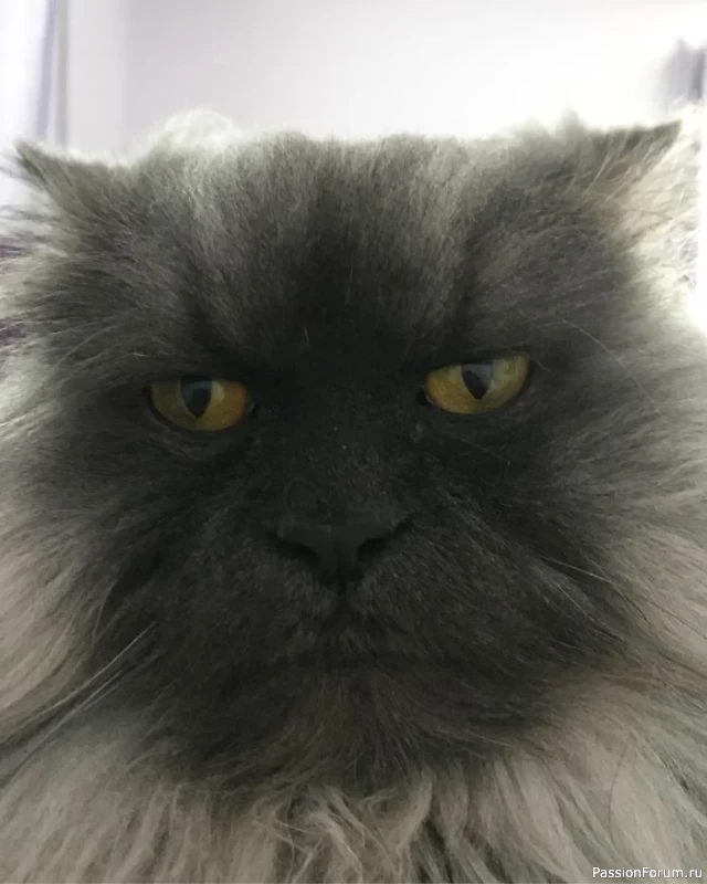 Сердитые котики: НО для хорошего настроения.
