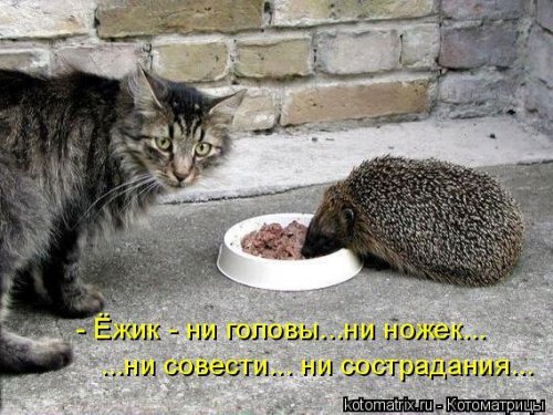 Коты и Кошки. Котята крошки.(3 часть)