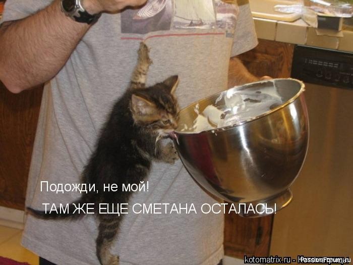 Коты и Кошки. Котята крошки. (часть 2)