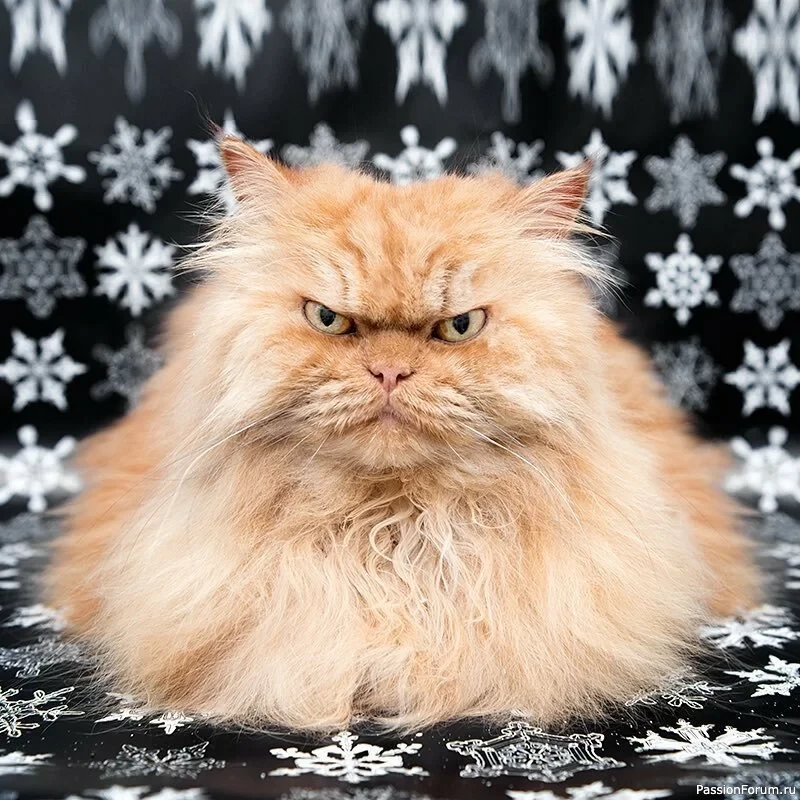 Сердитые котики: НО для хорошего настроения.