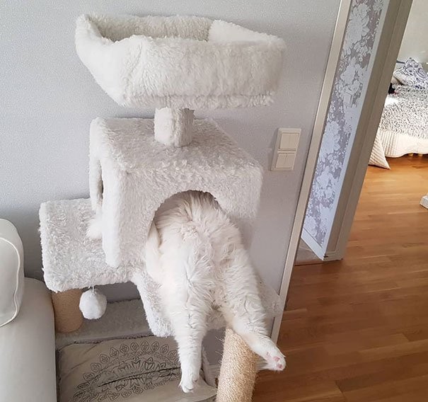 Наши КОТИКИ...