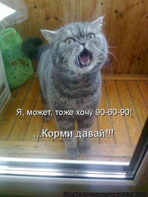 Коты и Кошки. Котята крошки.(3 часть)