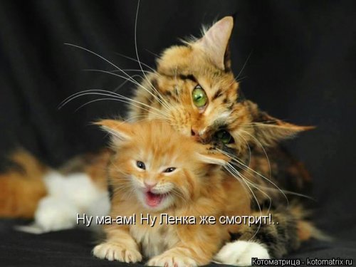 Коты и Кошки. Котята крошки.(3 часть)
