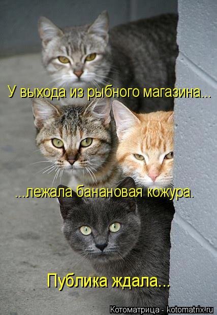 Коты и Кошки. Котята крошки.(3 часть)