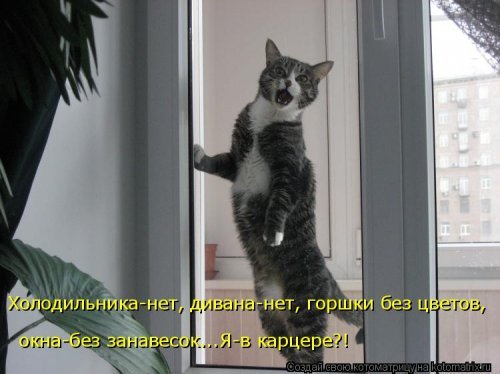 Коты и Кошки. Котята крошки.(3 часть)