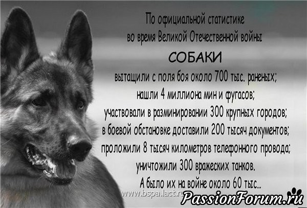 Четырехлапым защитникам Отечества Посвящается...