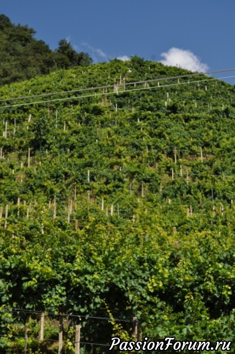 Родина вина Prosecсo- холмы Вальдоббьядине( colline valdobbiadene)