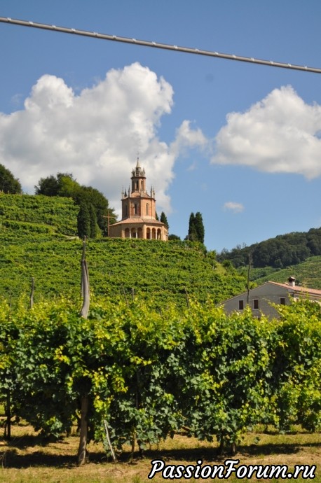 Родина вина Prosecсo- холмы Вальдоббьядине( colline valdobbiadene)