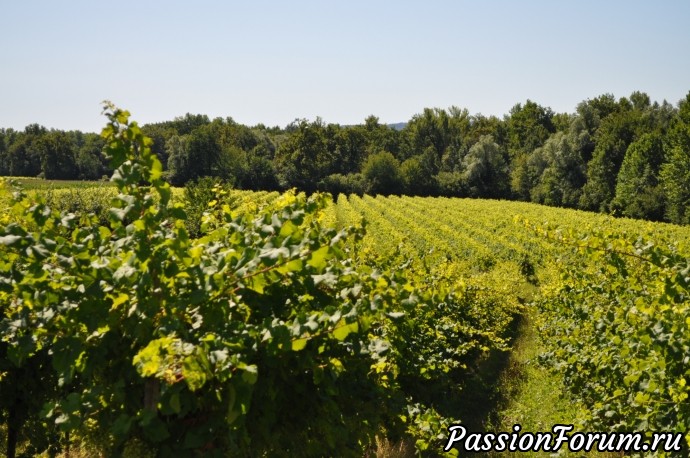 Родина вина Prosecсo- холмы Вальдоббьядине( colline valdobbiadene)