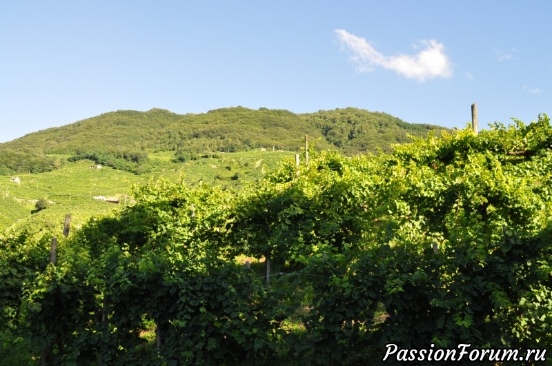 Родина вина Prosecсo- холмы Вальдоббьядине( colline valdobbiadene)