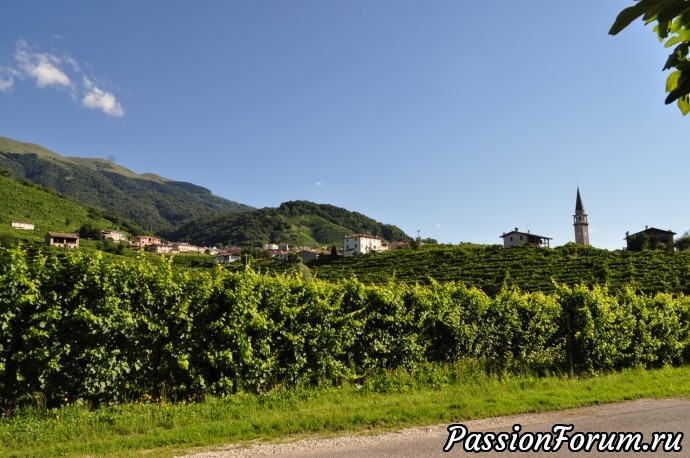 Родина вина Prosecсo- холмы Вальдоббьядине( colline valdobbiadene)