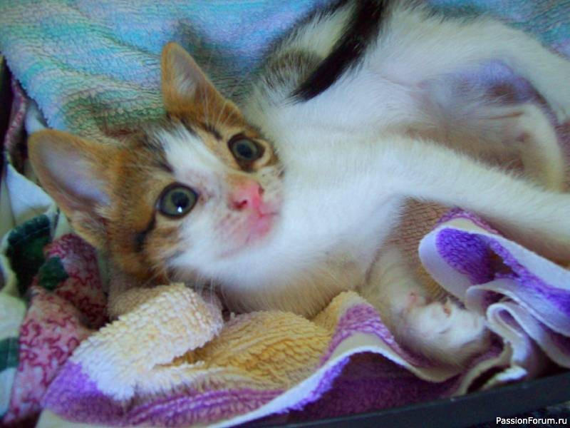Спасение котенка от хулиганов.