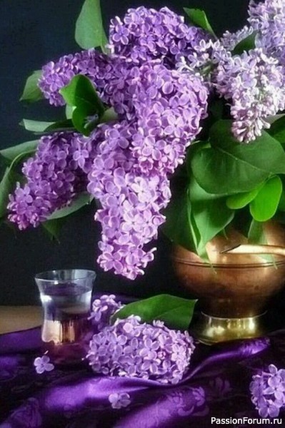 Сирень