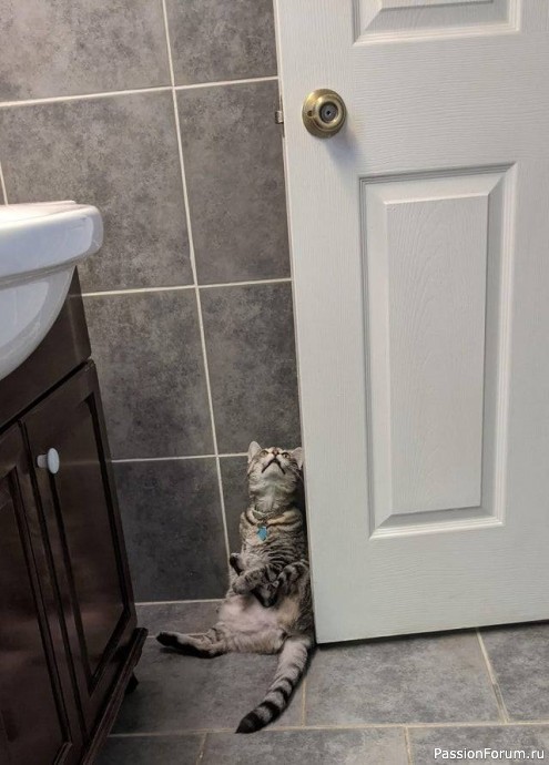 Ох, уж эти котики.....