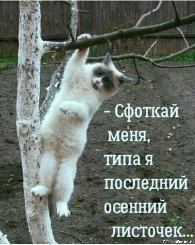 Вокруг смеха (в картинках)....