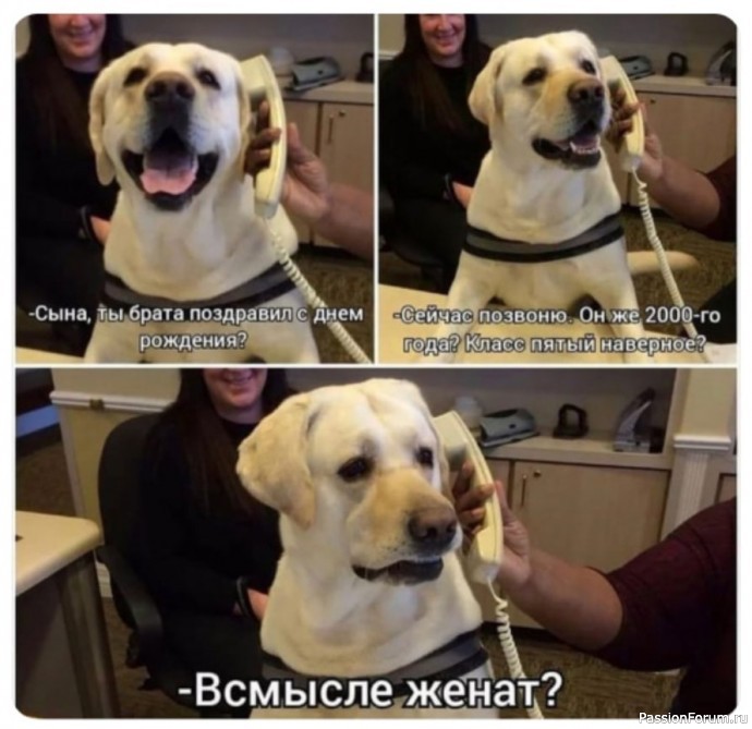 Эти забавные животные