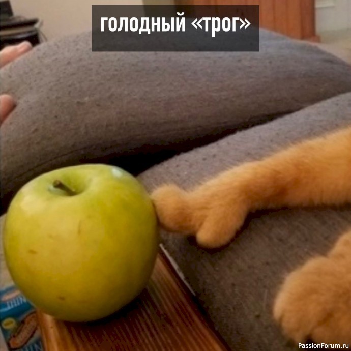 Ох, уж эти котики.....