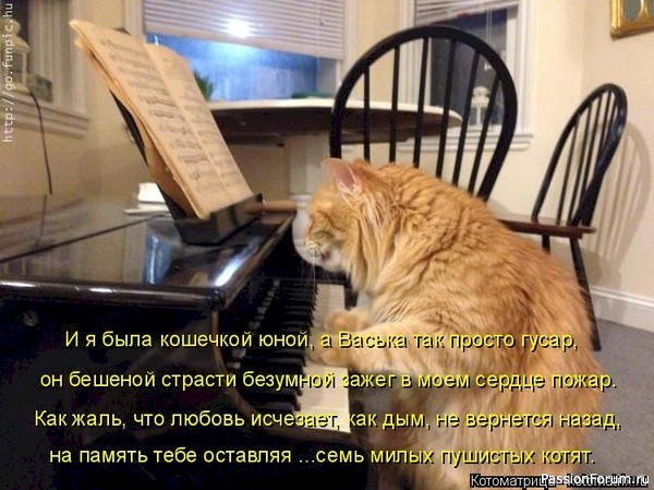 Вокруг смеха (в картинках)....
