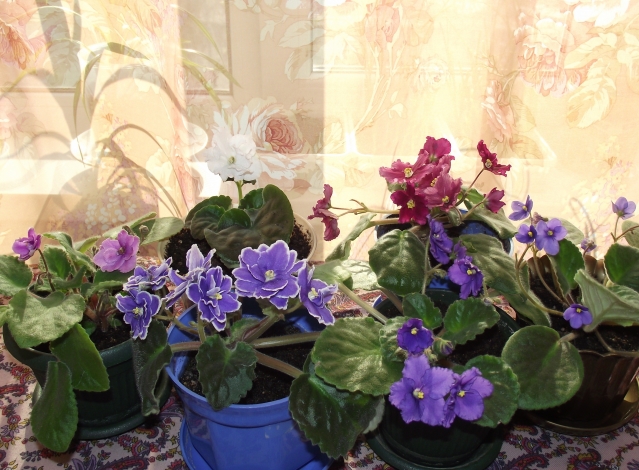Мои комнатные цветы. Часть 2.