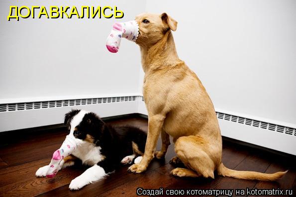 На котеек посмотрели? Теперь на собачек посмотрите.