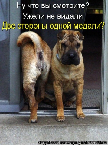 На котеек посмотрели? Теперь на собачек посмотрите.