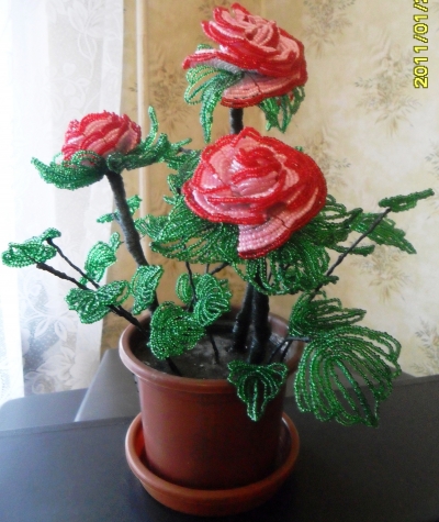 Розовый куст