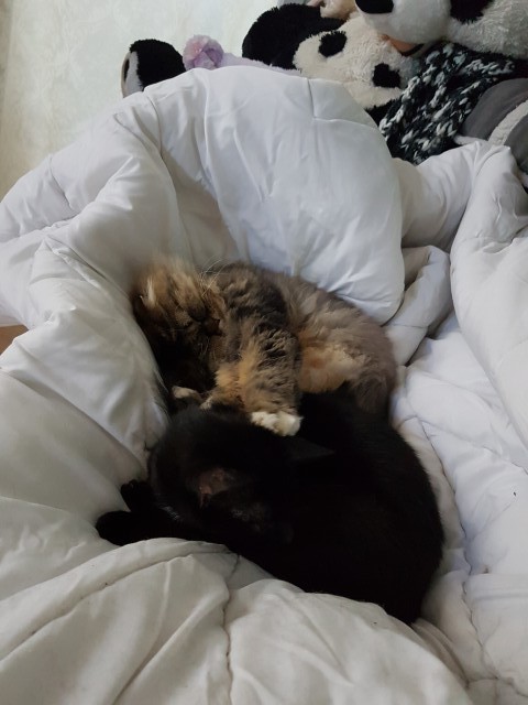 Кота заводят, чтобы