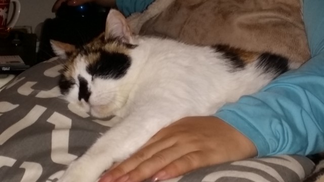 Кота заводят, чтобы
