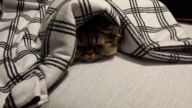 Кота заводят, чтобы