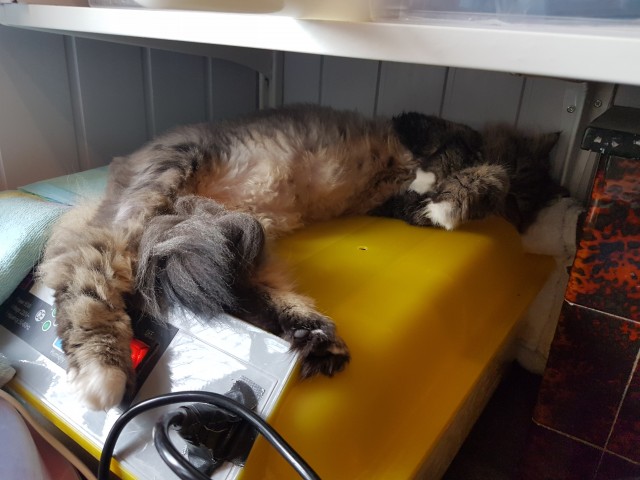 Кота заводят, чтобы