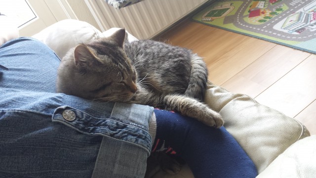 Кота заводят, чтобы