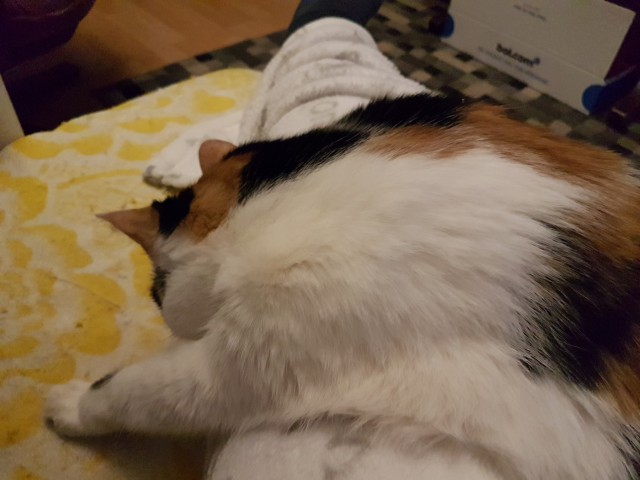Кота заводят, чтобы