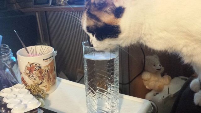 Кота заводят, чтобы